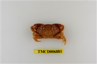 藏品(光輝瘤蟹)的圖片